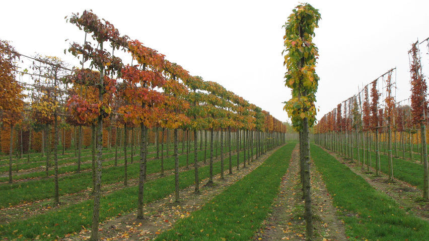 Pyrus calleryana 'Chanticleer' palissé