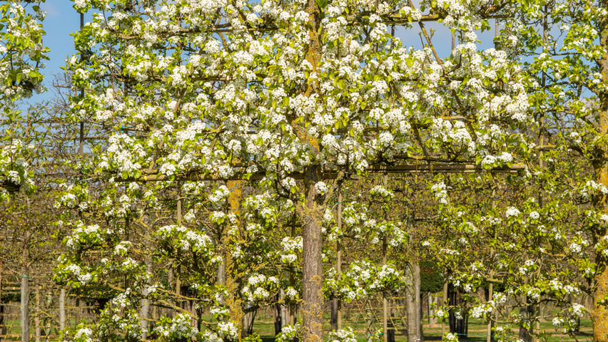 Pyrus calleryana 'Chanticleer' palissé