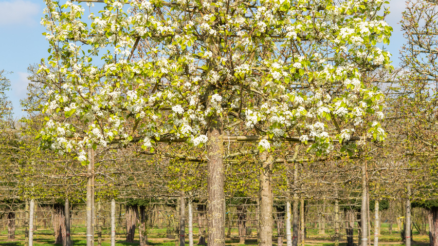 Pyrus calleryana 'Chanticleer' palissé