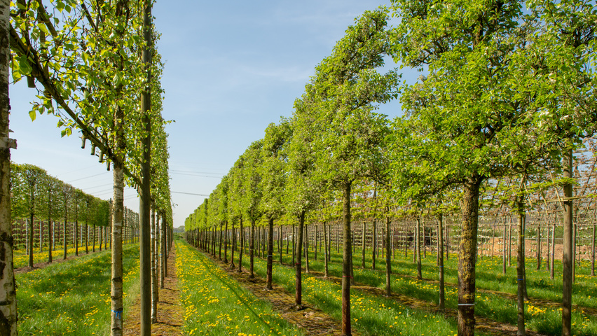 Pyrus calleryana 'Chanticleer' palissé