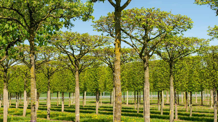 Pyrus calleryana 'Chanticleer' plateau
