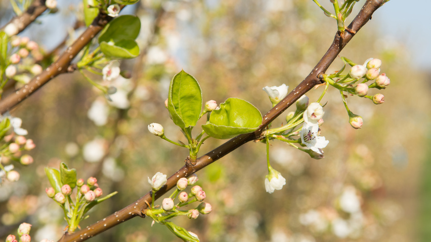 Pyrus calleryana 'Chanticleer' rameaux