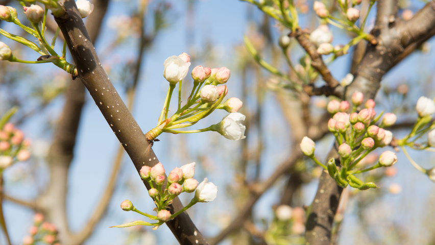 Pyrus calleryana 'Chanticleer' rameaux