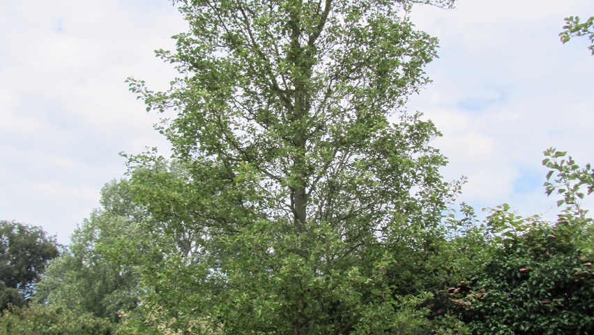 Pyrus calleryana feathered