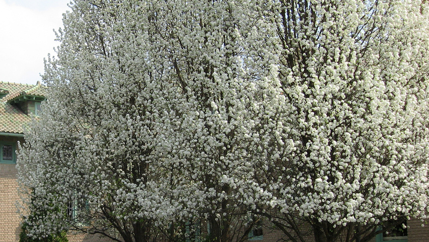 Pyrus calleryana standard tree