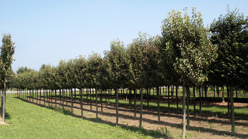 Pyrus calleryana standard tree