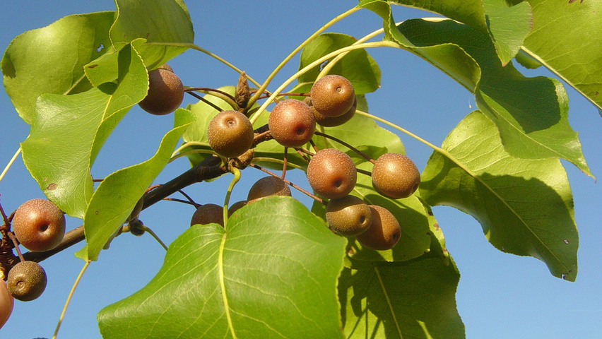 Pyrus calleryana leaves