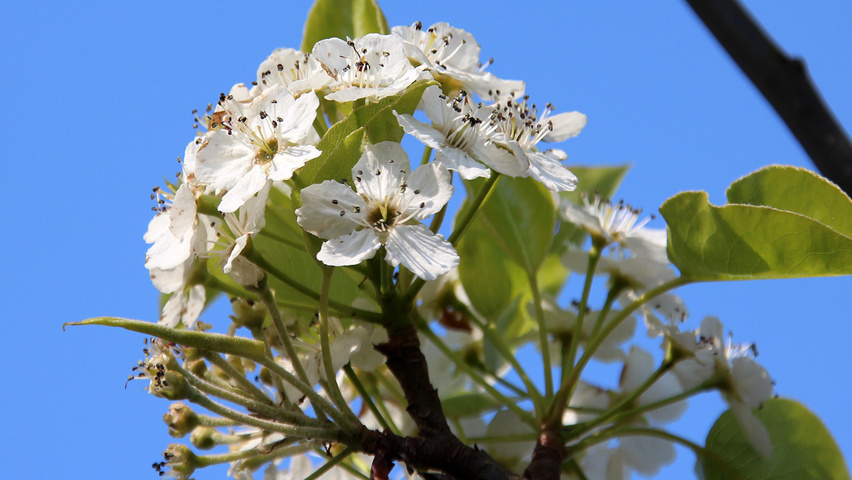 Pyrus calleryana 'Redspire' flowers
