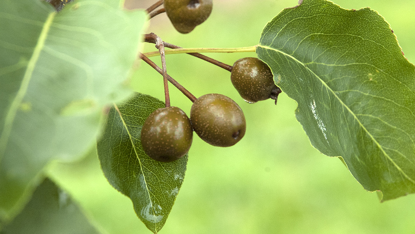 Pyrus calleryana 'Redspire' fruits