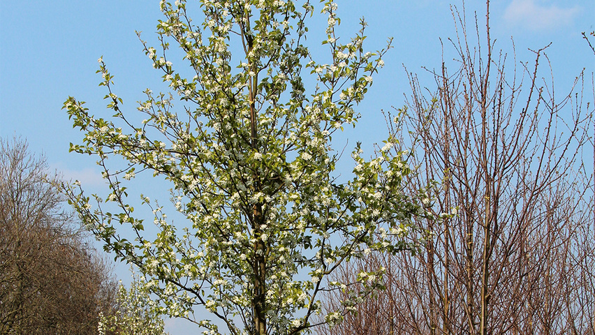Pyrus calleryana 'Redspire' standard tree