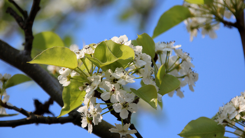 Pyrus calleryana 'Redspire' leaves