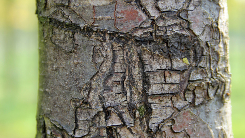 Pyrus communis 'Beech Hill' kora