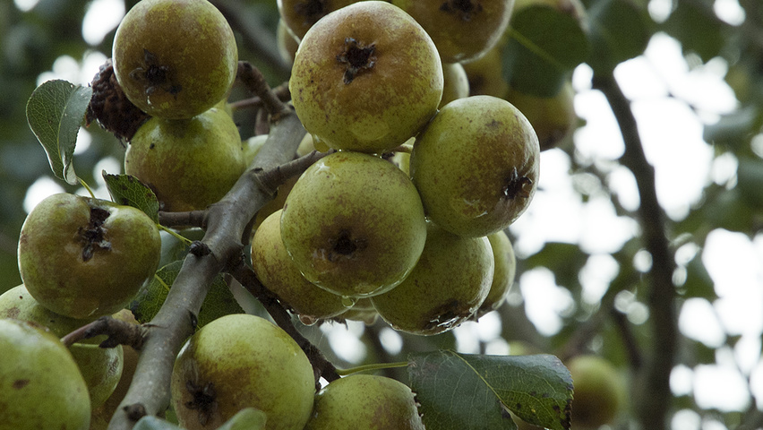 Pyrus communis 'Beech Hill' owoce