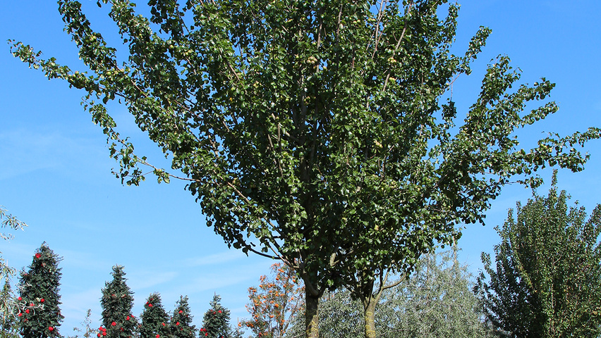 Pyrus communis 'Beech Hill' pienne