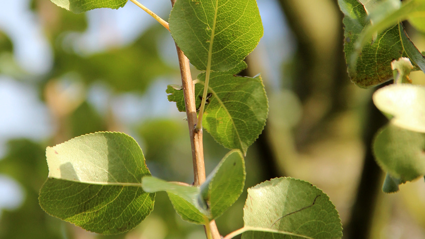 Pyrus communis 'Beech Hill' liście