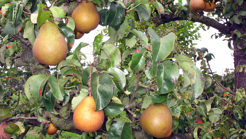 Pyrus communis 'Beurré Hardy' vrucht