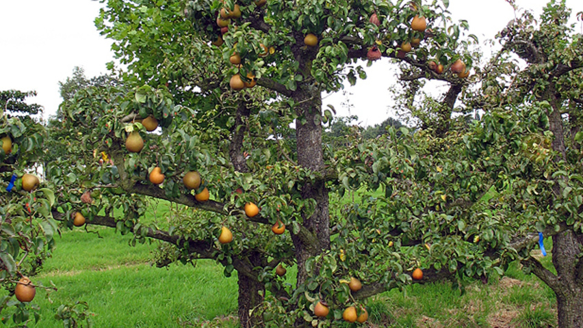 Pyrus communis 'Beurré Hardy' halfstam