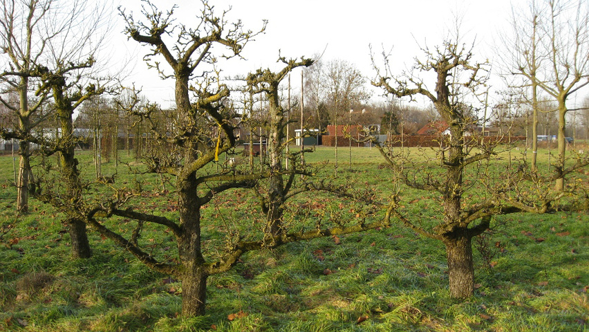 Pyrus communis 'Beurré Hardy' halfstam
