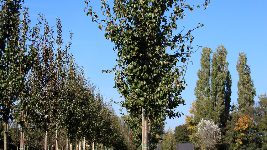 Pyrus communis 'Beurré Hardy' hoogstam