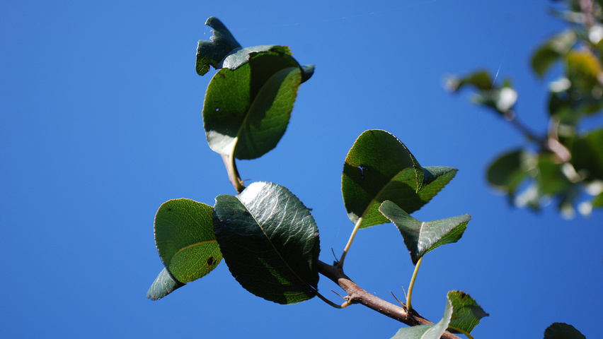 Pyrus communis 'Beurré Hardy' blad
