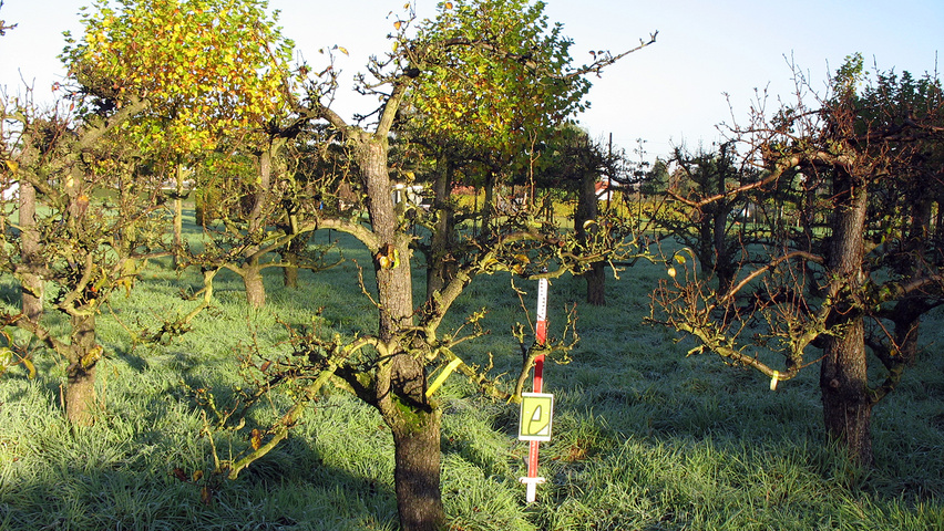 Pyrus communis 'Bonne Louise d'Avranches' Деревья с невысоким стволом (полустандарт)