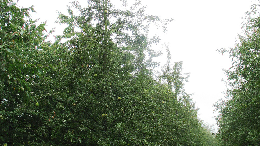 Pyrus communis 'Bonne Louise d'Avranches' Деревья с высоким стволом (стандарт)