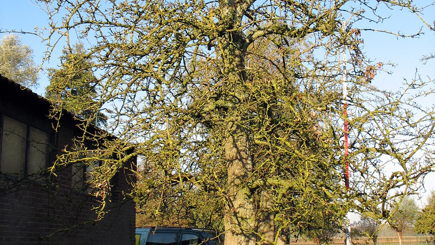 Pyrus communis 'Charneux' hochstämmig