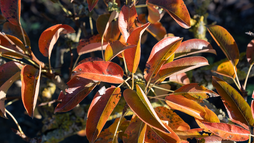 Pyrus communis 'Charneux' Blatt