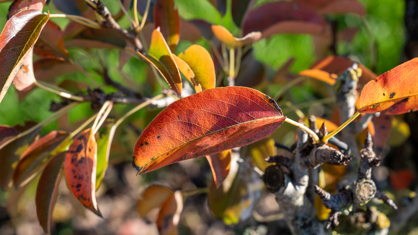 Pyrus communis 'Charneux' Blatt