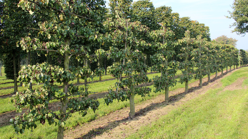 Pyrus communis 'Conference' espalier