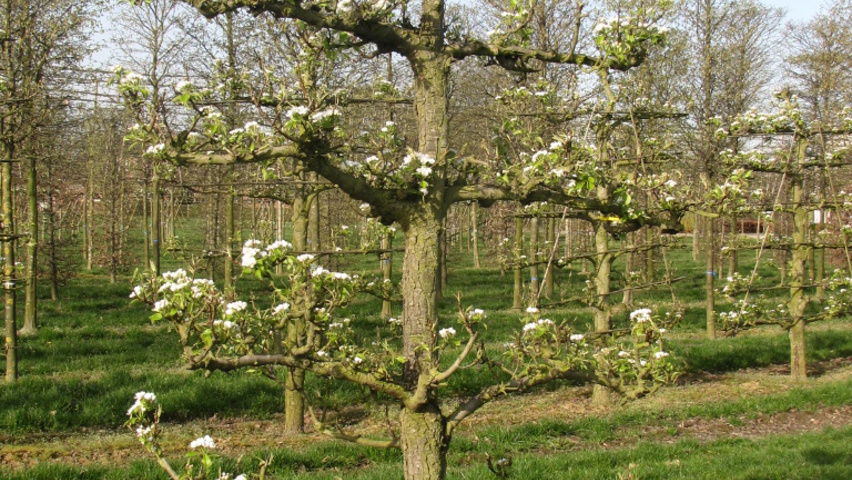 Pyrus communis 'Conference' espalier