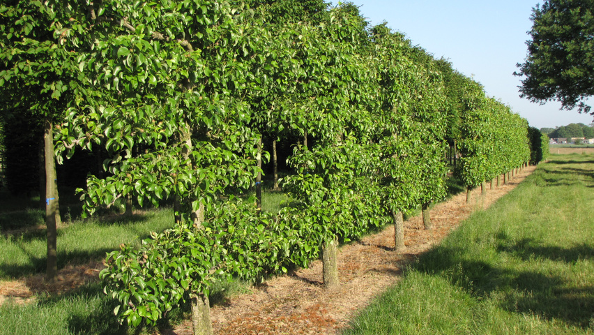 Pyrus communis 'Conference' espalier