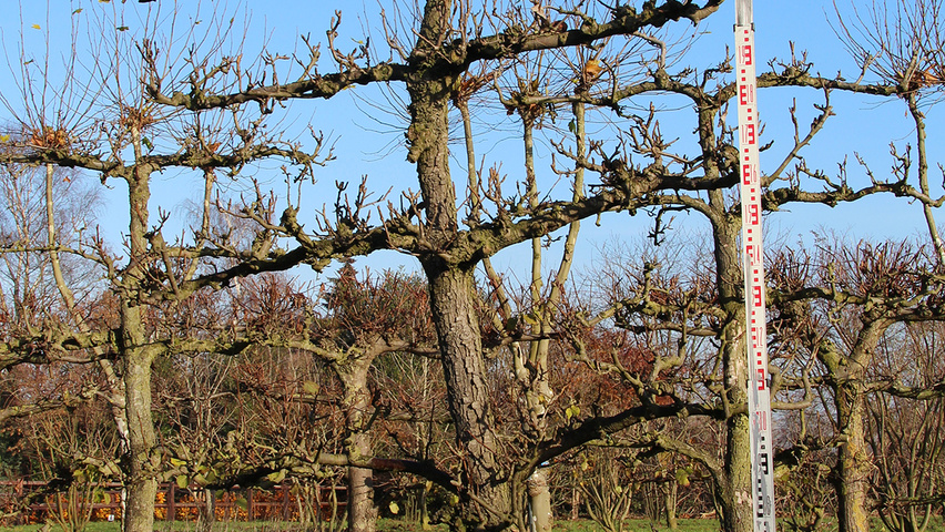 Pyrus communis 'Conference' espalier