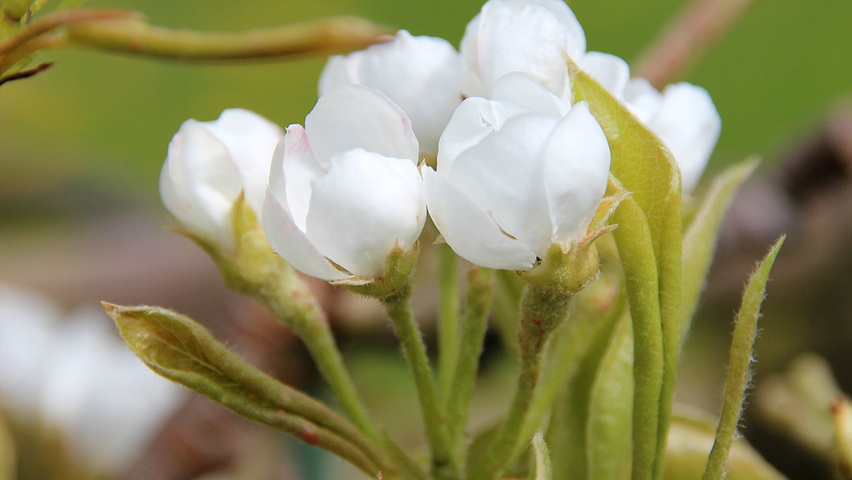 Pyrus communis 'Conference' flowers