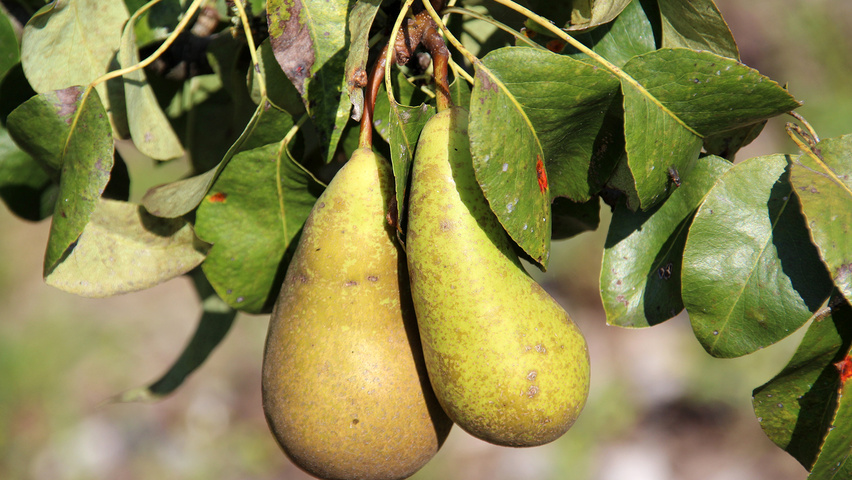 Pyrus communis 'Conference' fruits