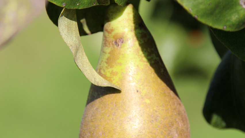 Pyrus communis 'Conference' fruits