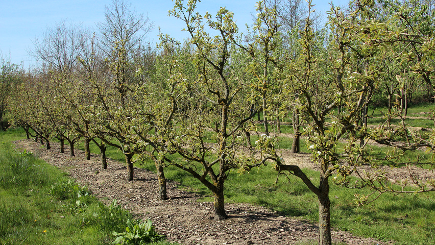 Pyrus communis 'Conference' half-stem