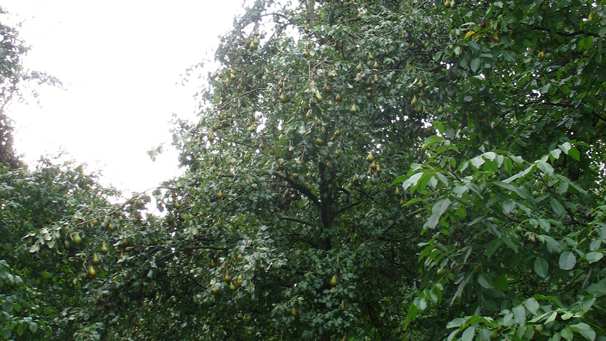 Pyrus communis 'Conference' standard tree
