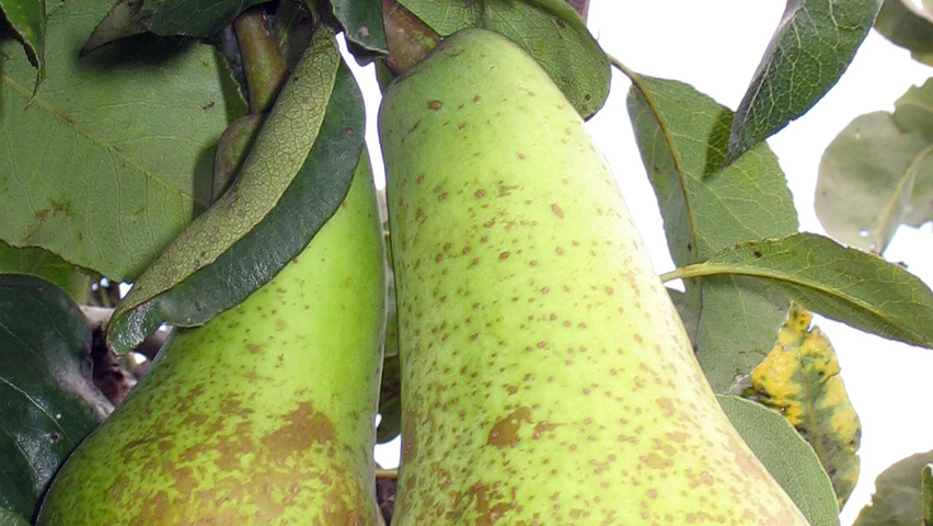 Pyrus communis 'Doyenné du Comice' fruits