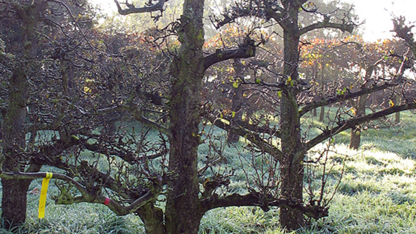 Pyrus communis 'Doyenné du Comice' demi-tige