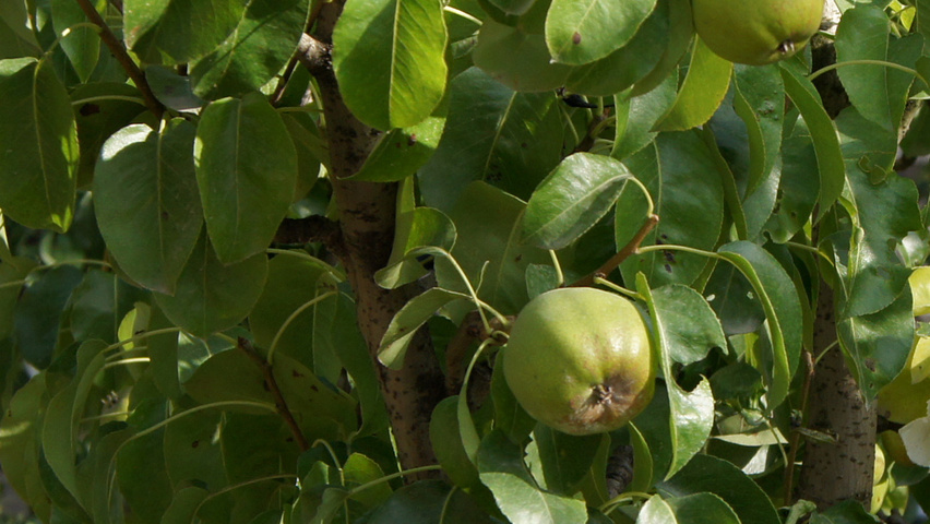 Pyrus communis 'Doyenné du Comice' Feuilles