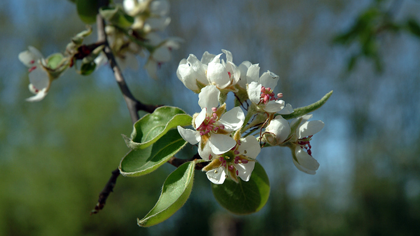 Pyrus communis bloem