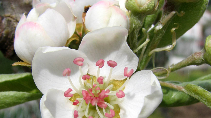 Pyrus communis bloem