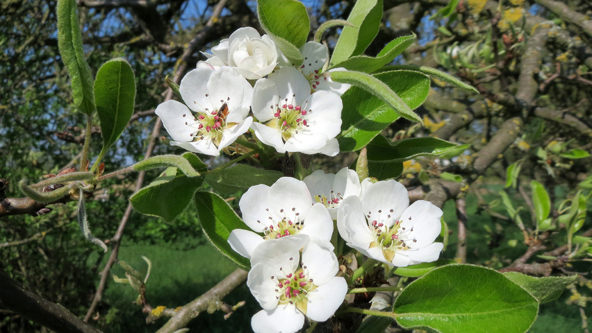 Pyrus communis bloem