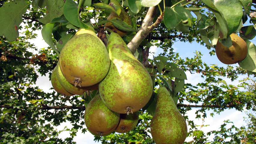 Pyrus communis vrucht