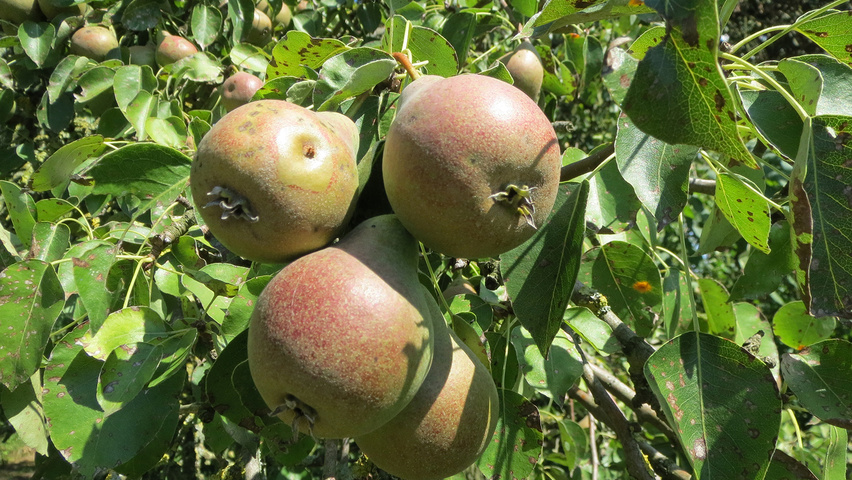 Pyrus communis vrucht