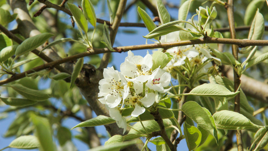 Pyrus communis 'Gieser Wildeman' fleurs