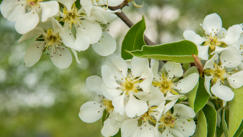 Pyrus communis 'Gieser Wildeman' fleurs