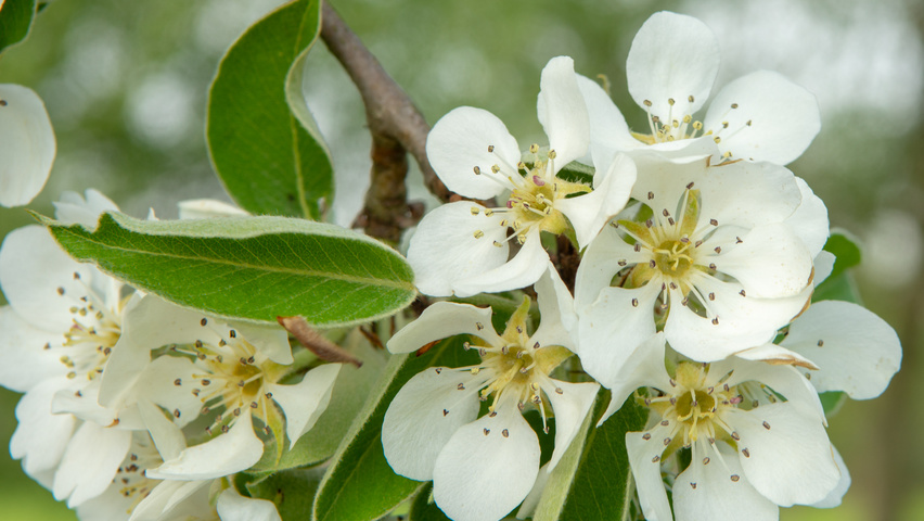 Pyrus communis 'Gieser Wildeman' fleurs