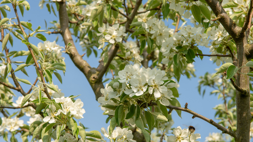 Pyrus communis 'Gieser Wildeman' fleurs